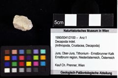 Foto (Objket + Etiketten) von Decapoda indet. 